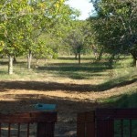 Looking down the orchard