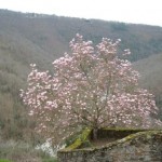 Magnolia at Najac