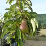 garden fruit tree