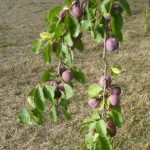 plums in the garden
